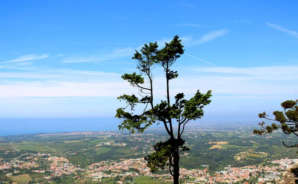 Dağın tepesinde Sintra 2018 yılının baharında Moors castle yakınındaki yüksek ağaç. 