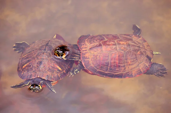 Bahar gölde bir iki küçük kaplumbağalar. 