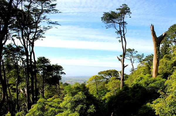 Sintra 2018 yılının baharında Pena Sarayı yakınlarındaki dağda eski ağaçlar. 