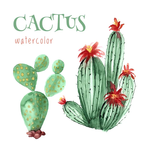 Aquarel Foto Van Botanische Bloeiende Cactus Geïsoleerd Witte Achtergrond — Stockfoto