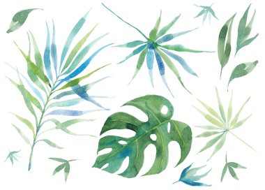 Beyaz arka planda izole edilmiş egzotik tropikal yapraklar. Suluboya 