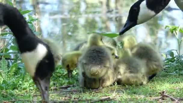 Canada Geese Family Feeding Side Pond Sunny Spring Day — Stock Video