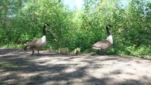 Family Canadian Geese Walking Dirt Track Pond Sunny Spring Day — Stock Video