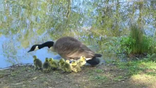 Gansos Canadá Com Goslings Andando Lado Lago Dia Ensolarado Primavera — Vídeo de Stock