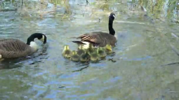 加拿大鹅和他们的鹅在一个阳光明媚的春天的池塘上游泳 — 图库视频影像