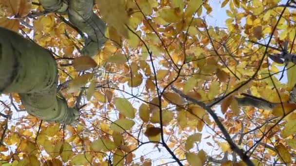 Sommets d'arbres aux feuilles dorées se balançant doucement dans une brise .