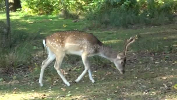Young Fallow Deer Walking Shade Some Trees — Stock Video
