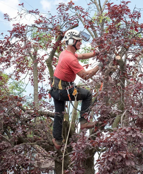 Chirurgien Des Arbres Utilise Une Tronçonneuse Pour Couper Une Petite — Photo