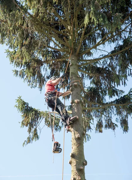 Ein Baumchirurg Schneidet Mit Der Motorsäge Einen Kleinen Ast Durch — Stockfoto