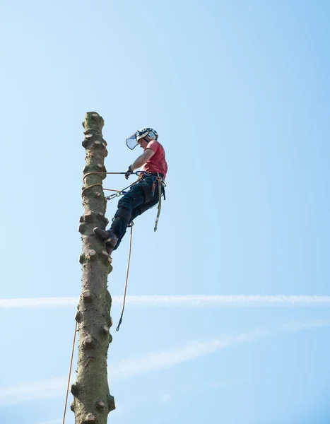 A Tree Surgeon uses a chainsaw to cut through a small branch.