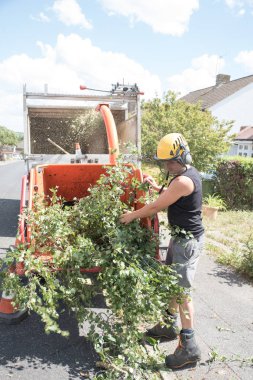 A male tree surgeon carefully loads branches in to a wood shredding machine. clipart