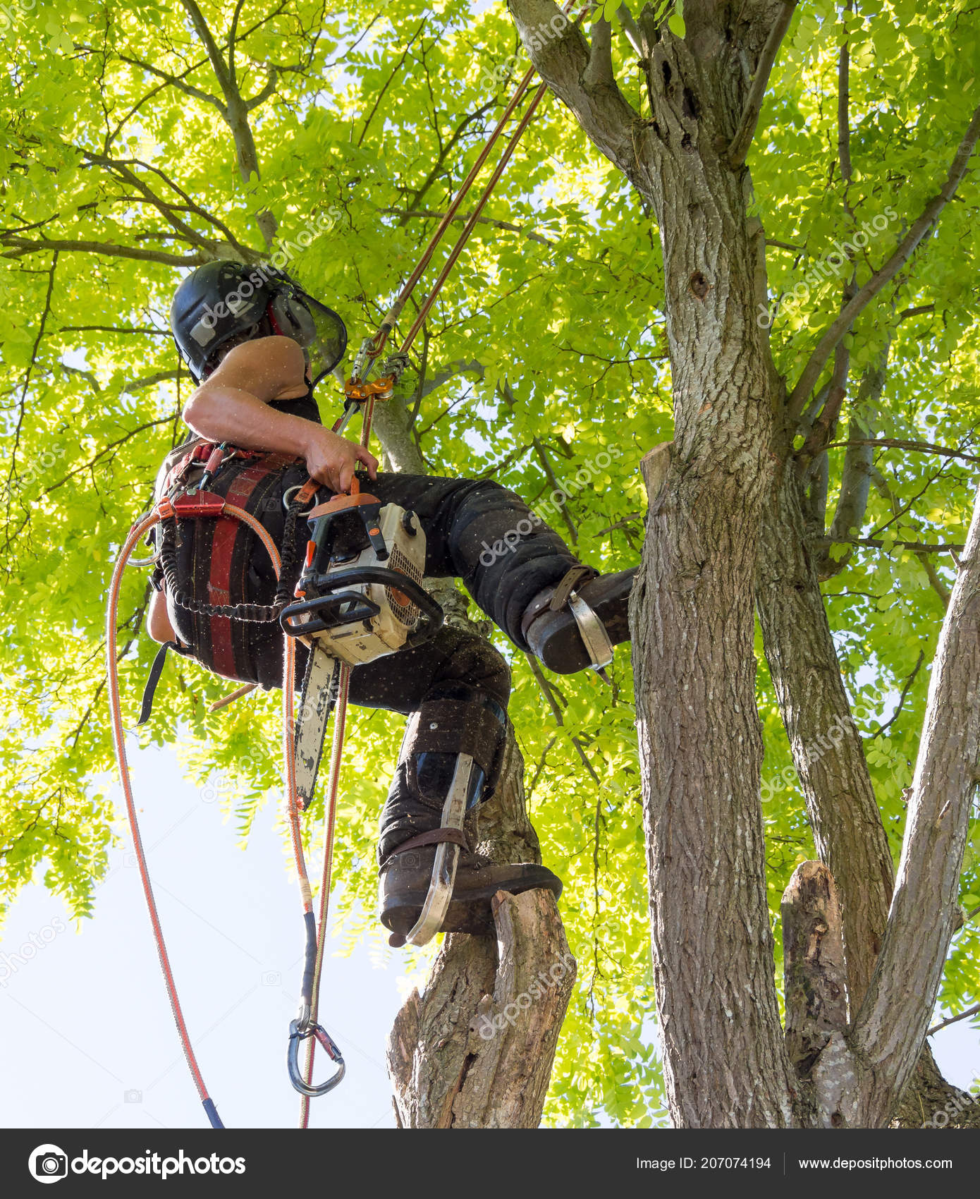 Female Arborist Carrying Chainsaw Tree Stock Photo by ©diverroy 207074194 Female Arborist Carrying Chainsaw Tree Stock Photo by ©diverroy 207074194