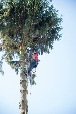Bir Arborist weraing emniyet kemeri uzun boylu ağaç dalları keser.