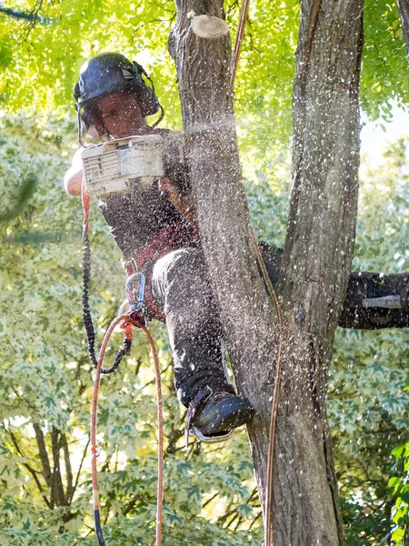 Chirurgo Dell Albero Femminile Con Una Motosega Albero — Foto Stock