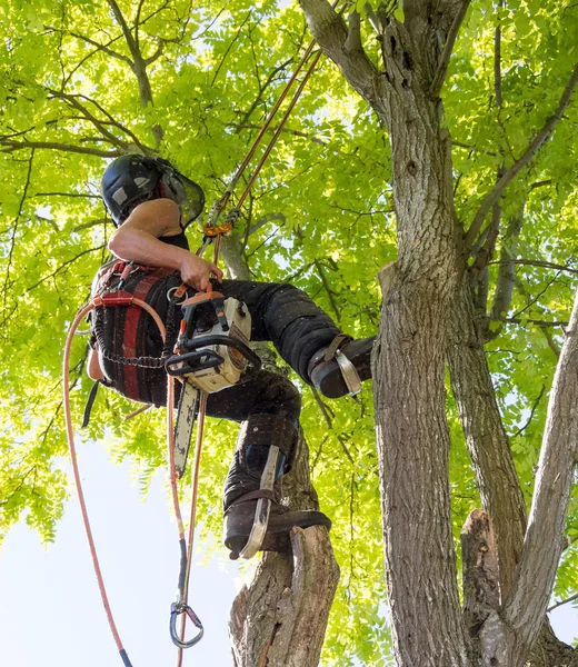 Ağaca Bir Chainsaw Taşıyan Kadın Arborist — Stok fotoğraf