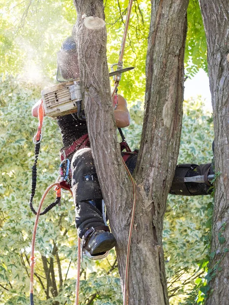 Ženské Arboristy Pracující Stromě Skryté Piliny — Stock fotografie