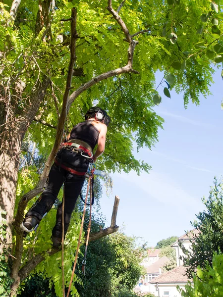 Női Arborist Roped Kész Elkezdeni Munkát — Stock Fotó