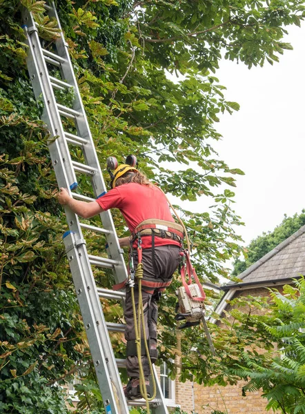 男性树艺家用电锯指着爬梯子 — 图库照片