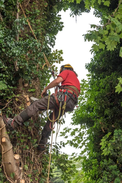 Baumchirurg Gurtzeug Sichert Sich Baum — Stockfoto