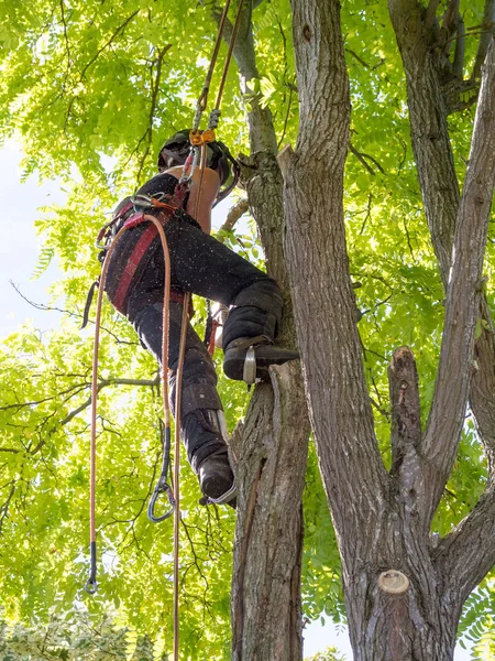 Working female tree surgeon safely roped to a tree