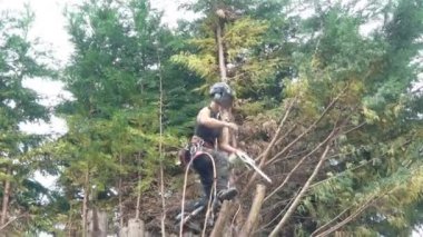 Kadın bir ağaç cerrahı bir chainsaw ağaca kullanarak görüntüleri