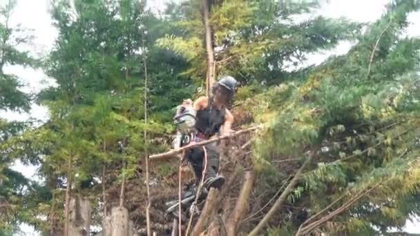 Filmación Una Cirujana Arbórea Con Una Motosierra Parte Superior Árbol — Vídeo de stock