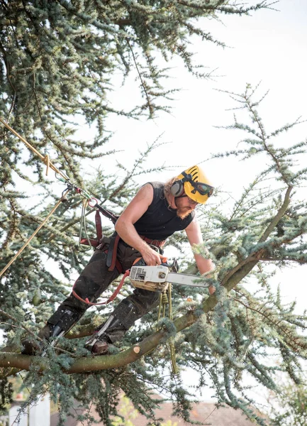 Manliga Tree Kirurg Med Motorsåg Med Säkerhetslina — Stockfoto