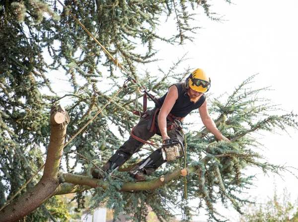 Male Tree Surgeon Using Chainsaw Leaning Cut Branch — Stock Photo, Image