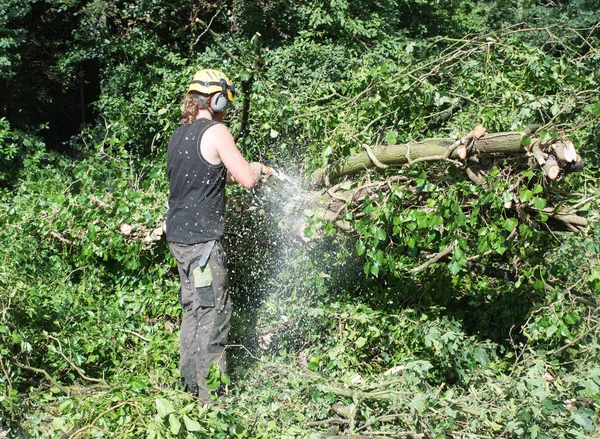 Manliga Tree Kirurgen Använder Motorsåg — Stockfoto