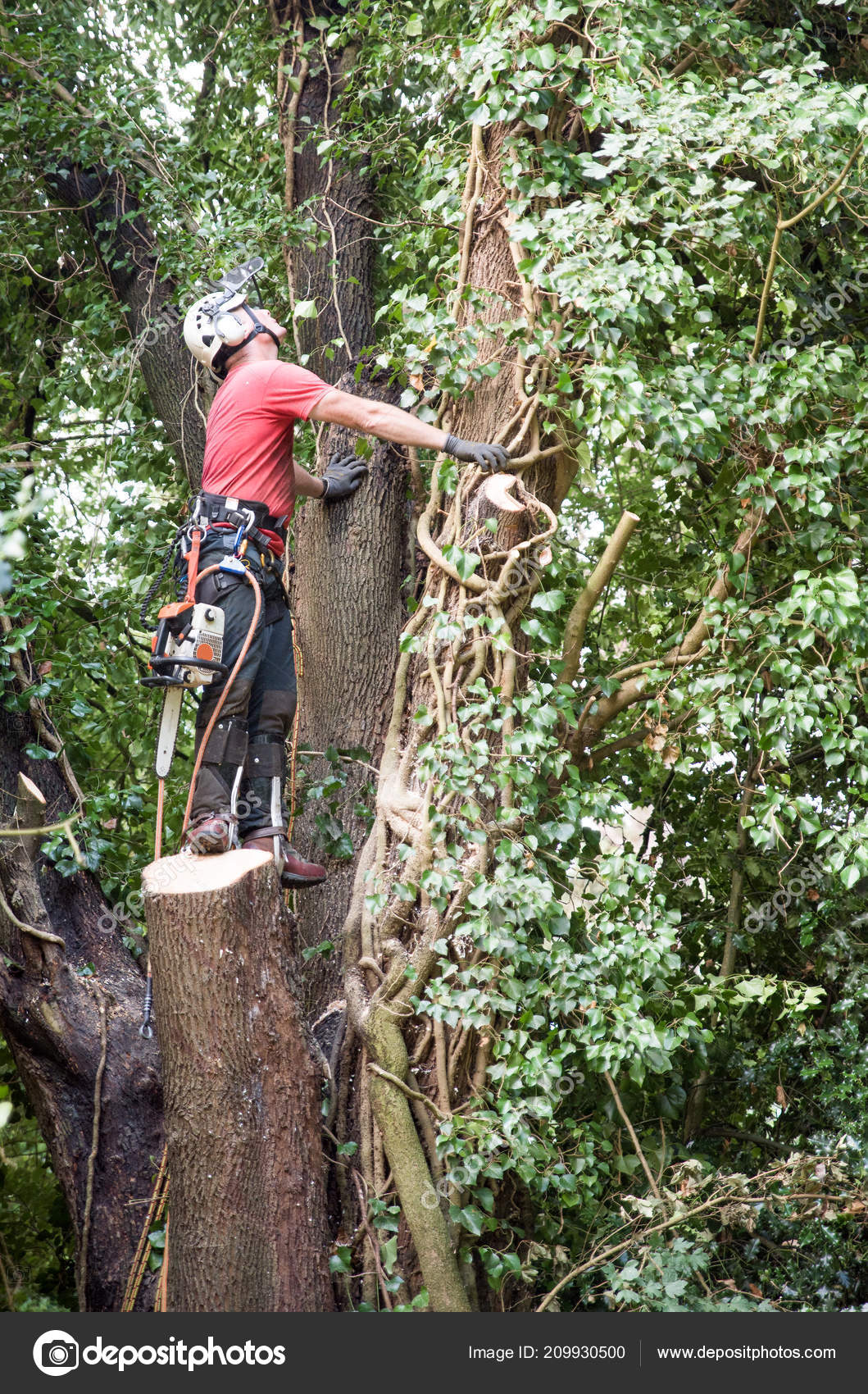 Male Tree Surgeon Chainsaw Assessing Tree Felling — Stock Photo