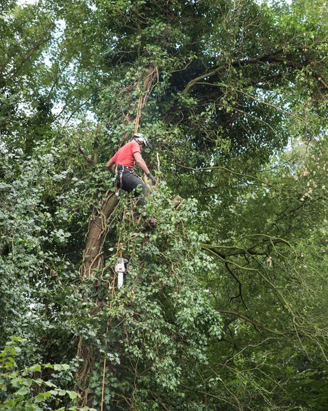 Mužské Arboristy Práci Zatímco Svázaná Vysoký Strom — Stock fotografie