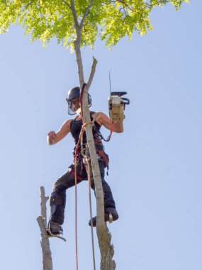 Kadın ağaç cerrahı bakiyeleri testere ile ağaç tepesinde.