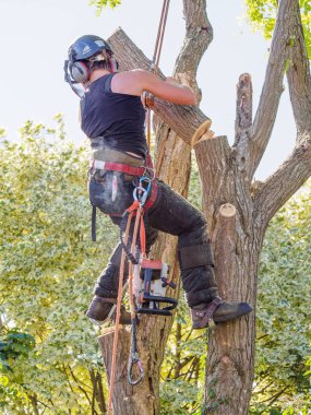 Kadın ağaç cerrahı o ağaçtan kesilmiş sonra ağaç dalı kaldırma