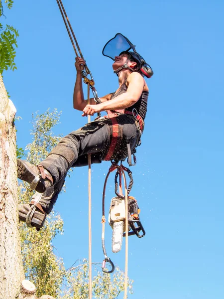 Жіноче Дерево Хірург Перевіряє Свої Безпечні Мотузки Дереві — стокове фото