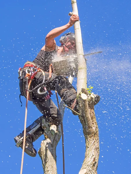 Kadın Arborist Ince Ağacının Üstünde Bir Chainsaw Kullanma — Stok fotoğraf