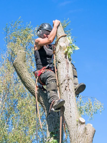 Femme Arboriste Ajuste Corde Saftey Sommet Arbre — Photo