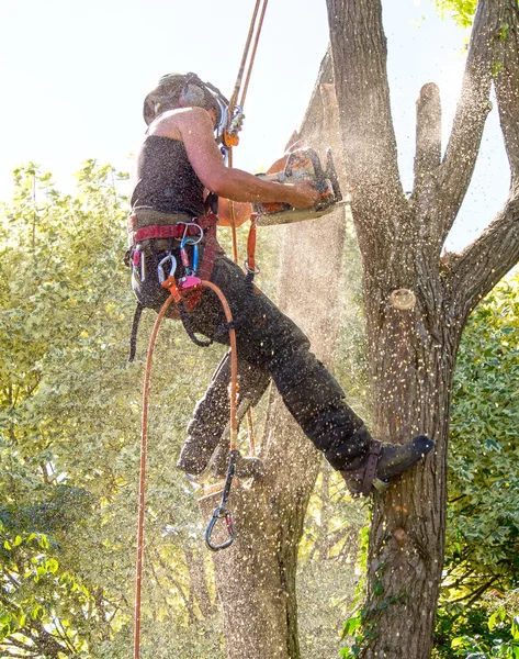 Γυναίκα Χειρουργός Της Δέντρο Που Καλύπτονται Πριονίδι Κόβοντας Ένα Κλαδί — Φωτογραφία Αρχείου