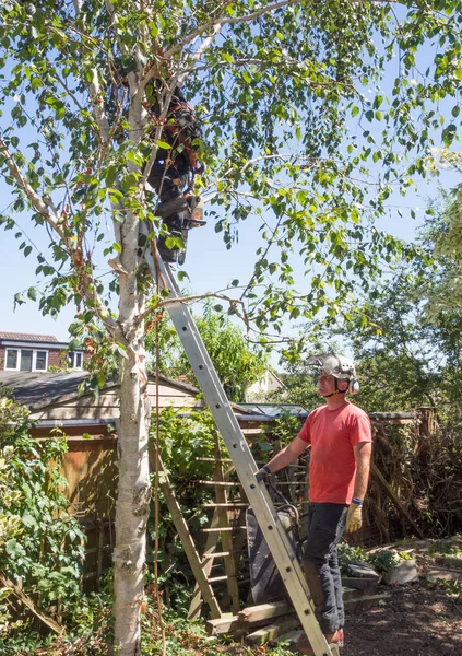 Man Håller Stege För Tree Kirurg Arbeta Upp Ett Träd — Stockfoto