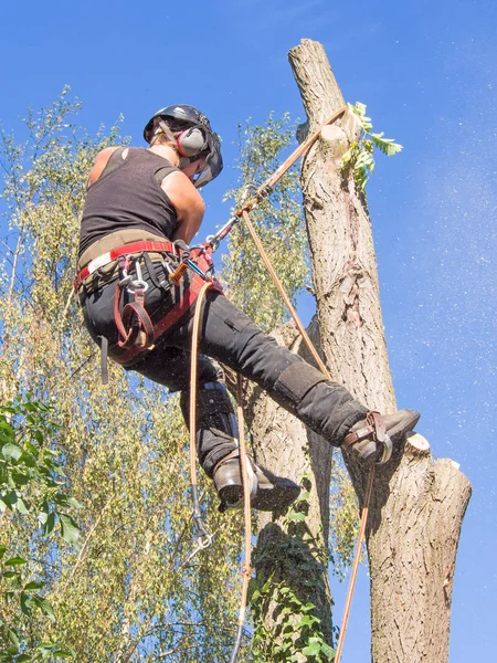 Kvinnliga Träd Kirurgen Skära Grenar Medan Roped Längst Upp Ett — Stockfoto