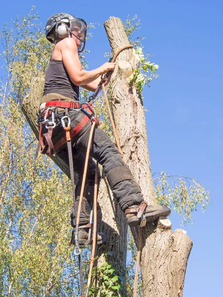 Kadın Ağaç Cerrahı Onun Güvenliğini Ayarlama Bir Ağaca Ipleri — Stok fotoğraf