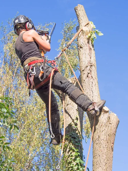 Chirurgien Arbre Femelle Travaillant Sommet Arbre Avec Une Tronçonneuse — Photo