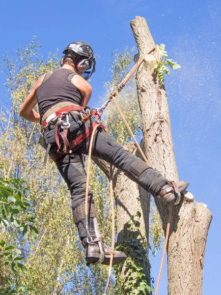 Kadın Ağaç Cerrahı Bir Ağaç Tepesinde Bir Chainsaw Kullanma — Stok fotoğraf