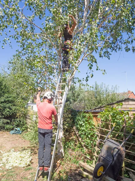 Maschio Chirurgo Albero Tiene Una Scala Una Femmina Arborista Lavorando — Foto Stock