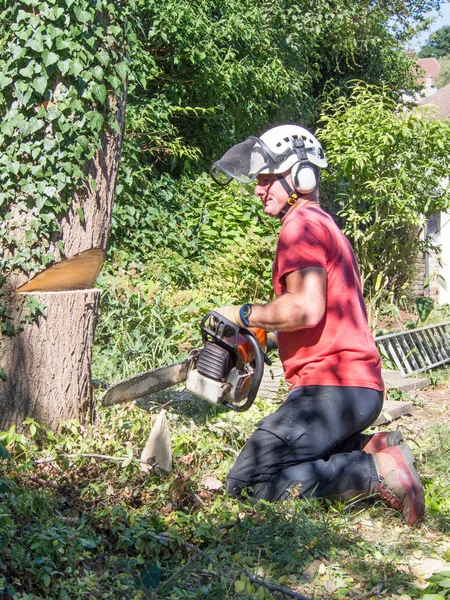 Baumchirurg Macht Den Ersten Schnitt Beim Fällen Eines Kleinen Baumes — Stockfoto