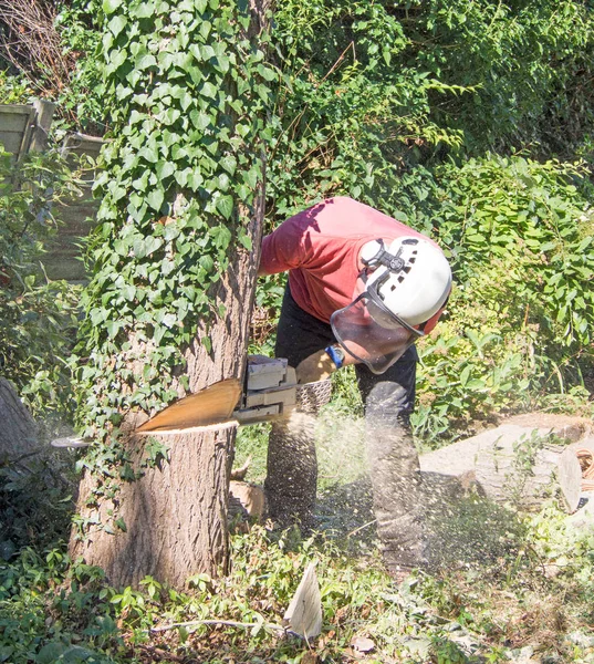 Baumchirurg Mit Kettensäge Einen Kleinen Baum Fällen — Stockfoto