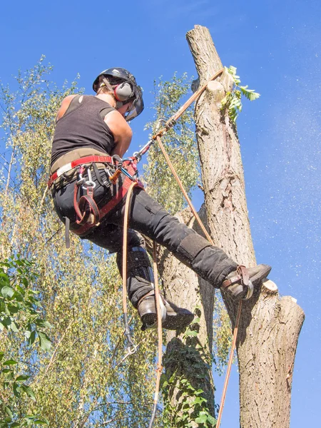 Female Tree Surgeon Cutting Branches While Roped Top Tree — Stock Photo, Image