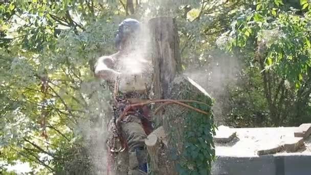 Kadın Ağaç Cerrahı Bir Ağacını Kesmek Için Testere Kullanarak — Stok video