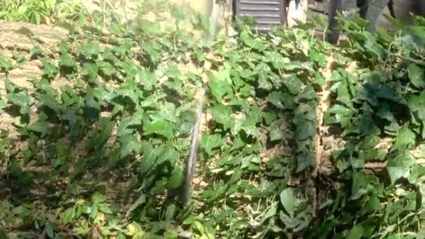 Tree Surgeon Using Chainsaw Cut Tree Covered Ivy — Stock Video