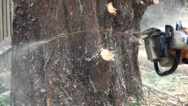 Visão Perto Cirurgião Árvore Cortando Através Tronco Árvore Com Uma — Vídeo de Stock