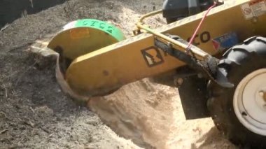 Orpington, İngiltere - 29 Ağustos 2018: An Arborist, olarak da bilinen bir ağaç cerrahı bir güdük değirmeni kesilen ağaç güdük kaldırmak için kullanma.